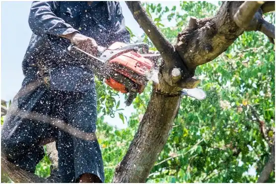 tree services Pennington Gap